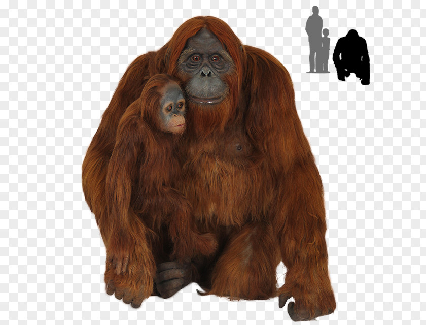 Orangutan Gorilla Chimpanzee Bornean Primate PNG
