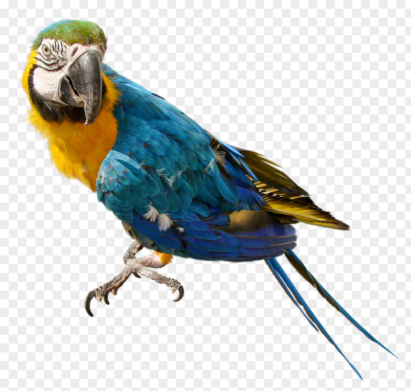 Parrot Background Bird Nest Columbidae Clip Art PNG