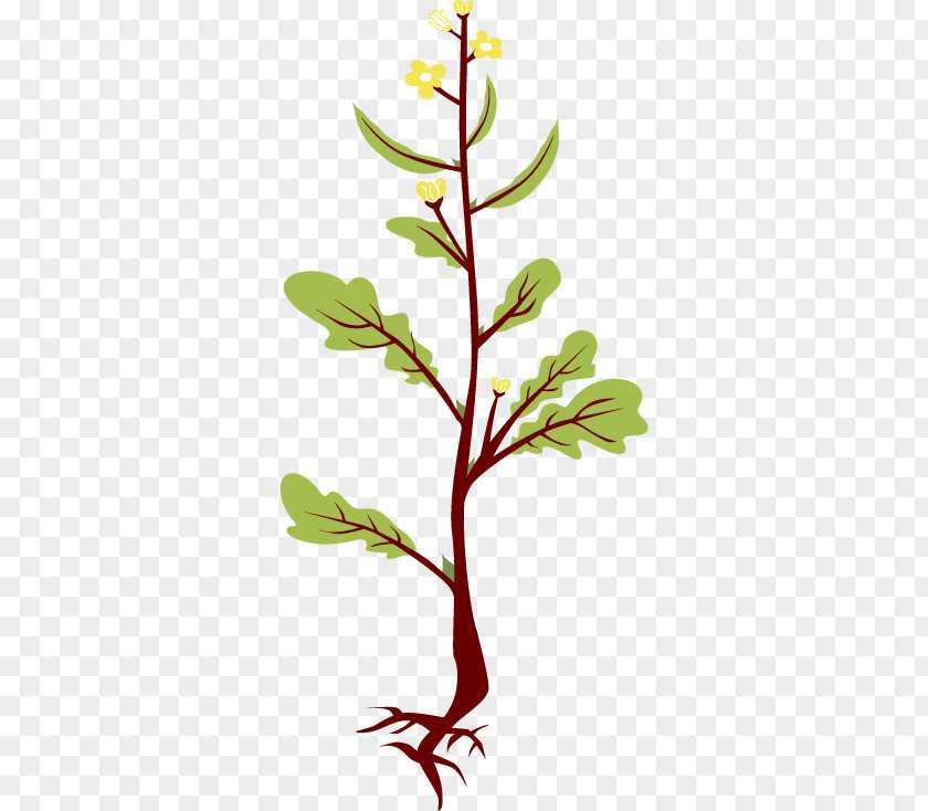 Plant Mustard Brassica Juncea Clip Art PNG