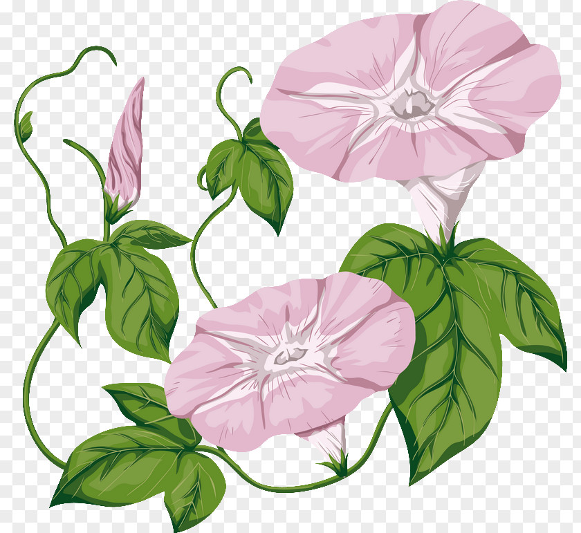 Shades Vector Morning Glory Field Bindweed Drawing Clip Art PNG