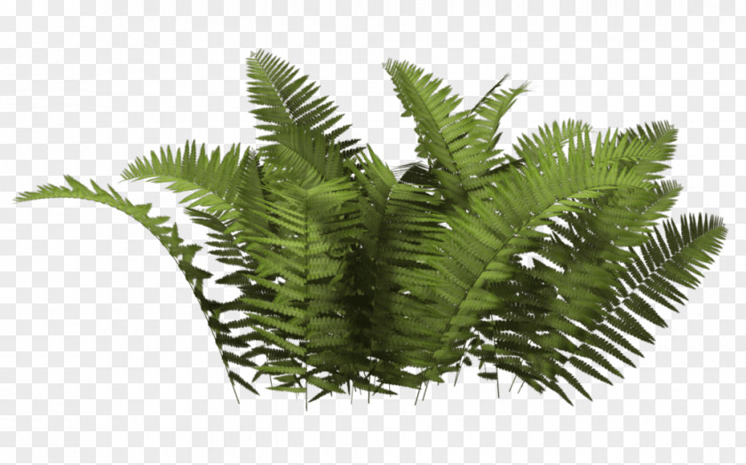 Ferns Bush PNG Bush, green fern plants clipart PNG
