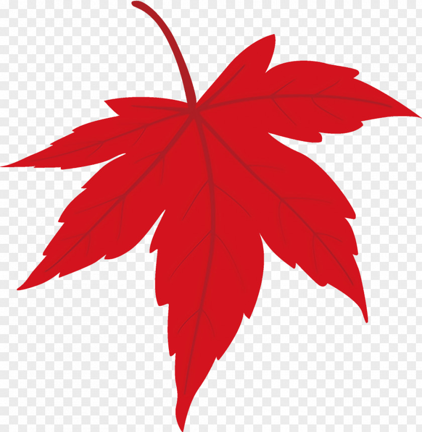 Flower Maple Leaf Fallen Dead PNG