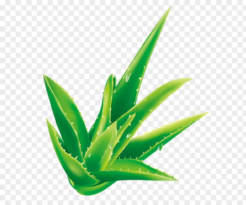 Fresh Cartoon Aloe Vera Plant PNG