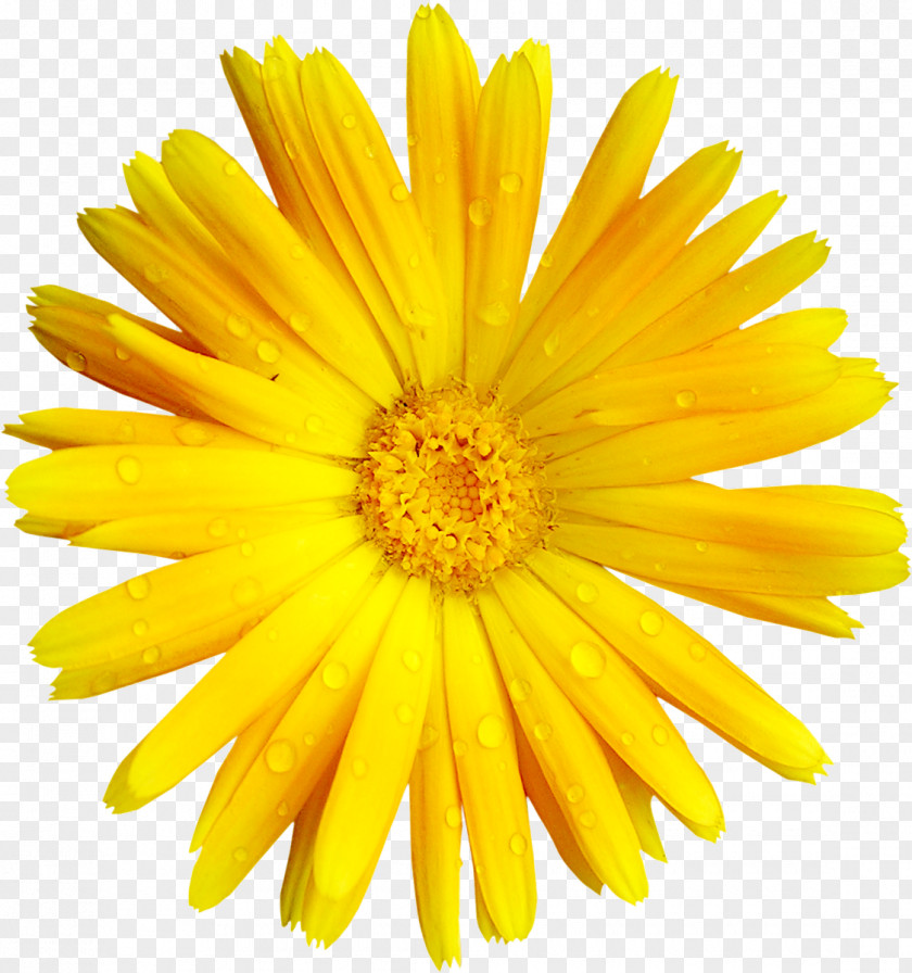 Gold Flower Yellow Transvaal Daisy Clip Art PNG