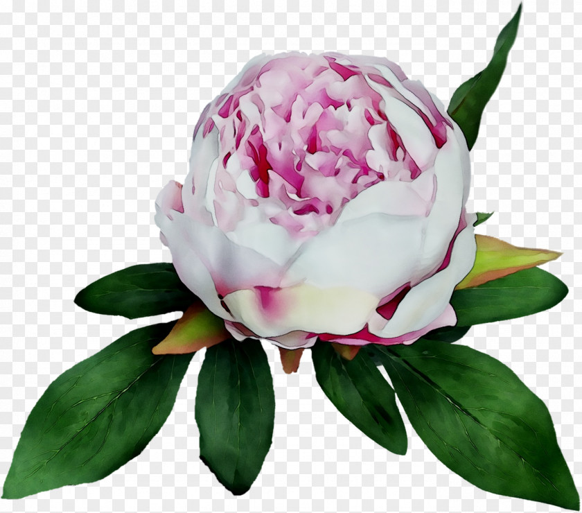 Peony Cabbage Rose Cut Flowers PNG