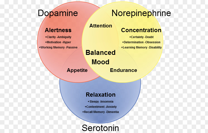 Pulsklocka Serotonin–norepinephrine–dopamine Reuptake Inhibitor Neurotransmitter PNG