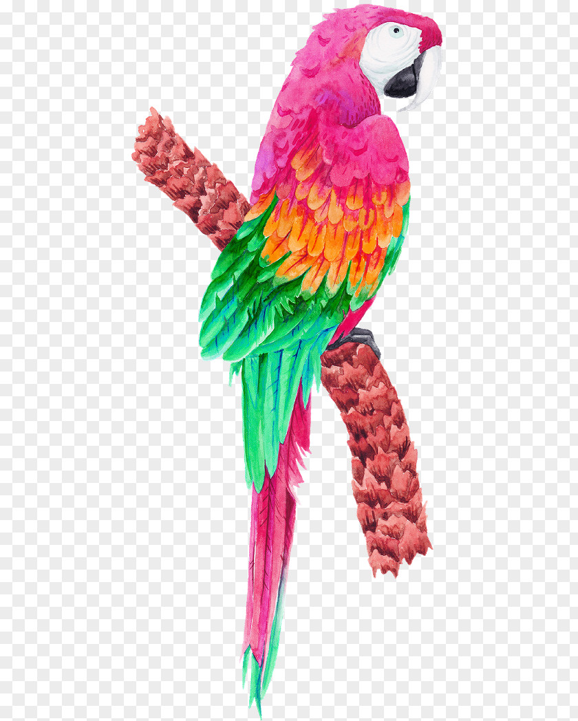Scarlet Macaw Colors Large Colorful Parrot Bird Parakeet Clip Art PNG