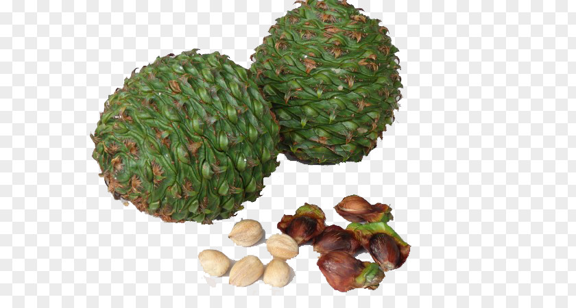 Tree Nuts Edible Bunya Pine Conifer Cone Nut PNG