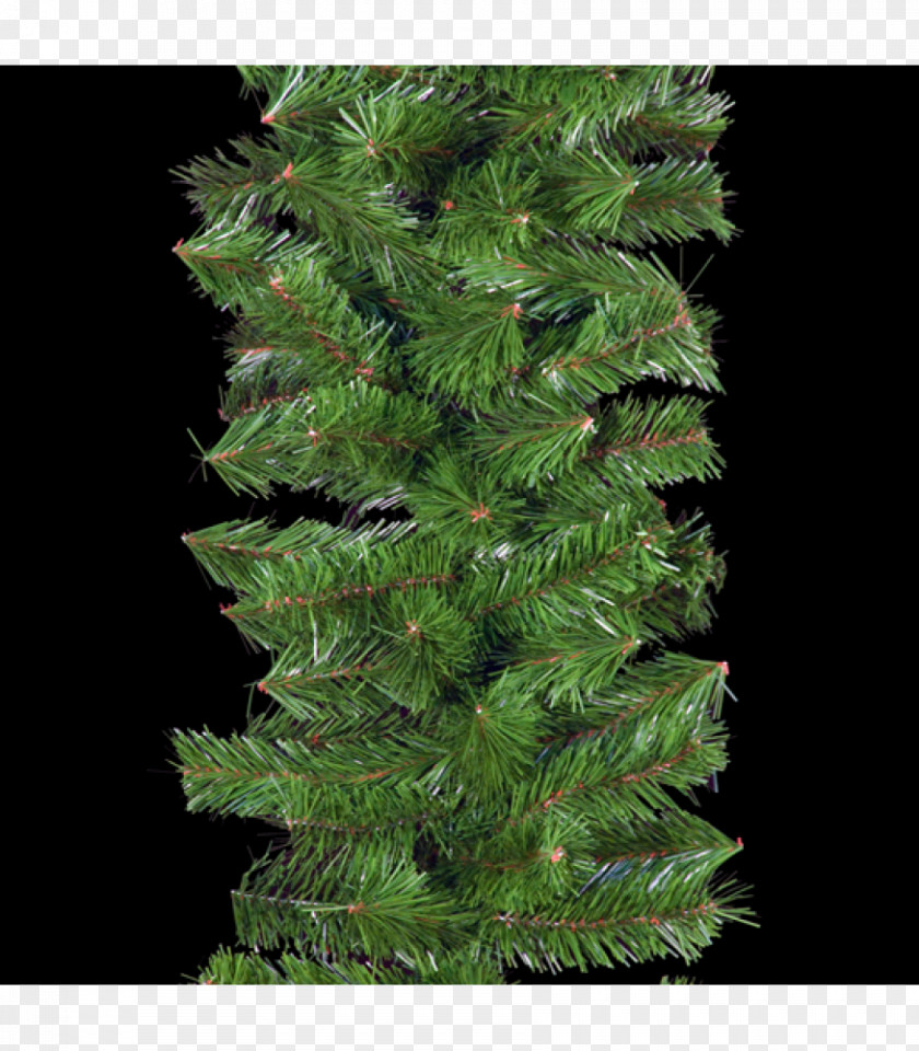 Garland English Yew Evergreen Conifers Fir Spruce PNG