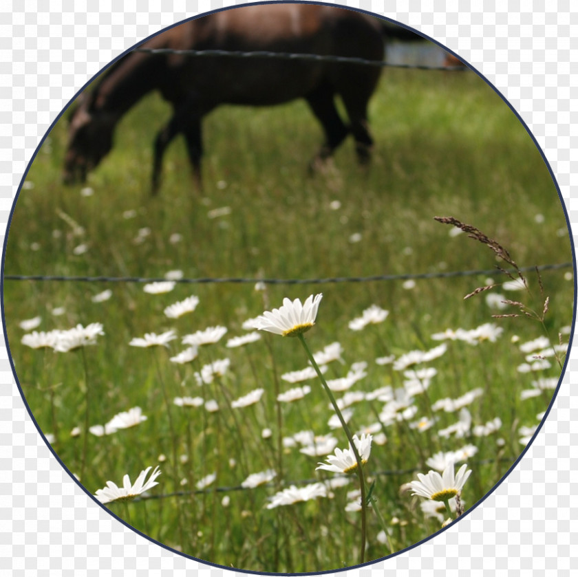 Jam Session Ecosystem Fauna Meadow Lawn PNG