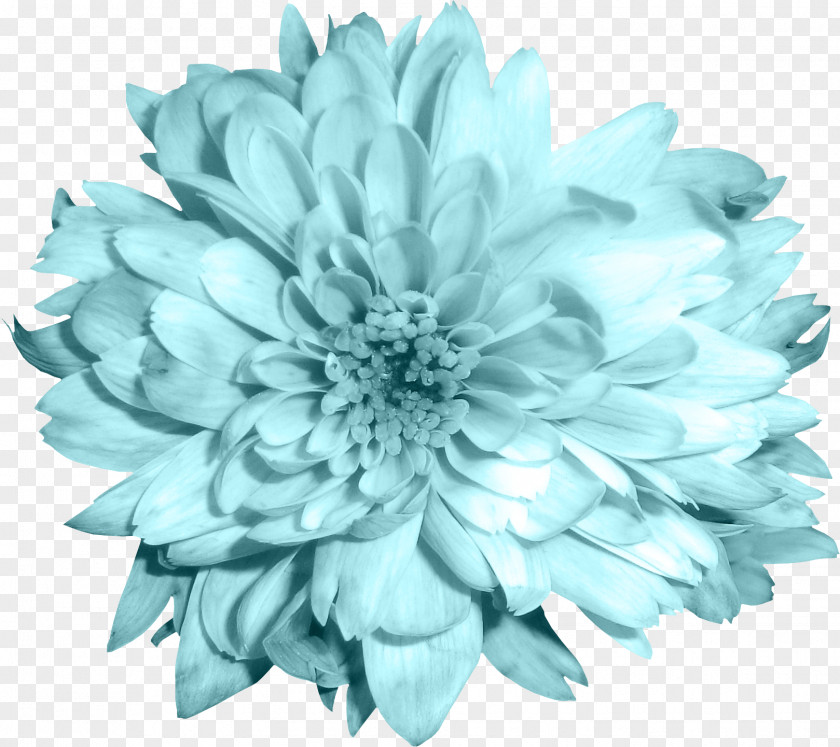 Pastel Flowers Cut Chrysanthemum Blue PNG