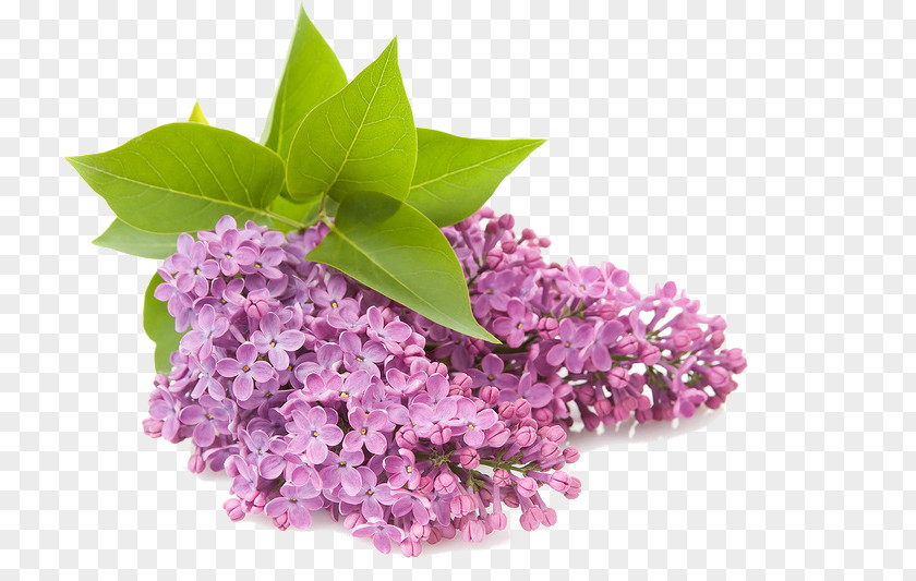 сирень Clip Art Openclipart Common Lilac Flower PNG