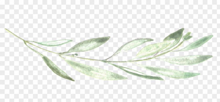 Eucalyptus Photographer Chalk Leaf Neva Michelle Photography PNG