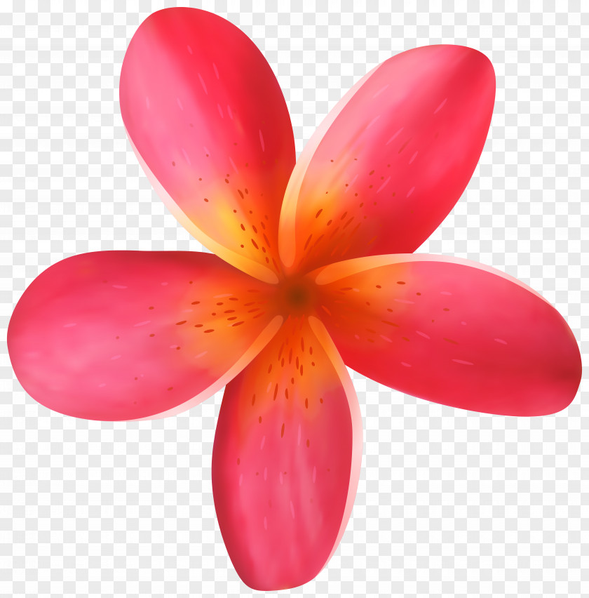 Flowers Flower Clip Art PNG