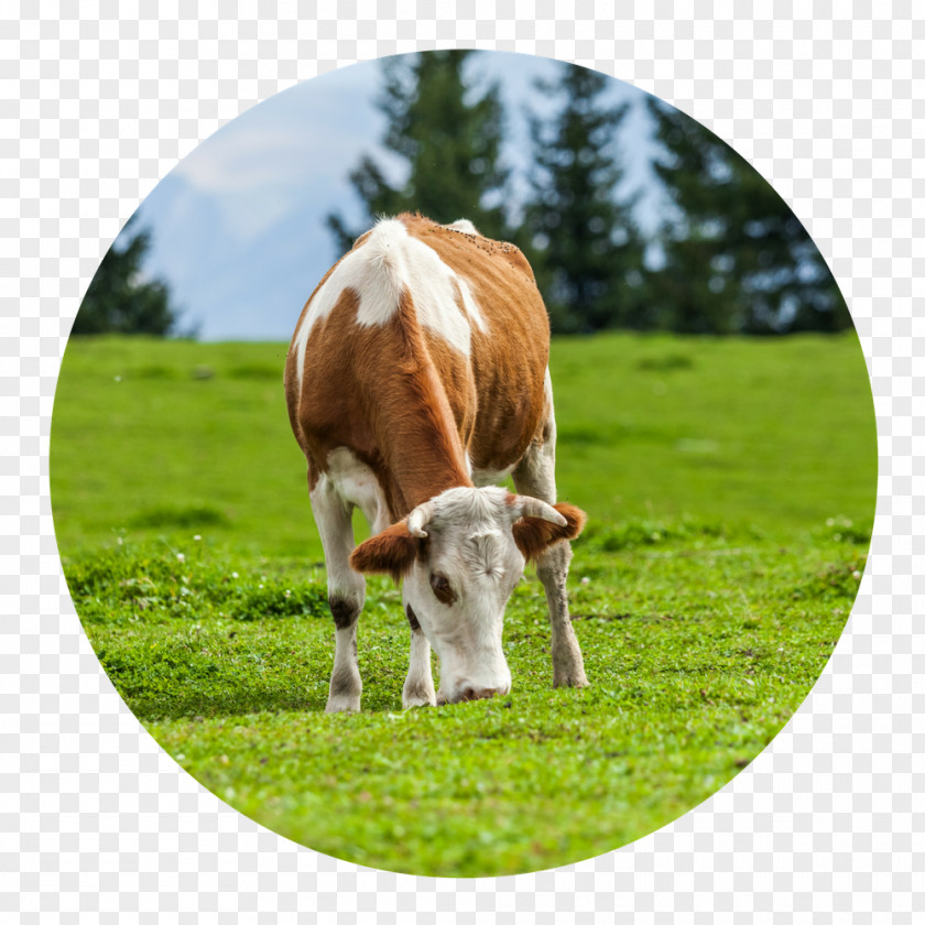 Grazing Cows Hydrolyzed Collagen Cattle Shutterstock Eating PNG