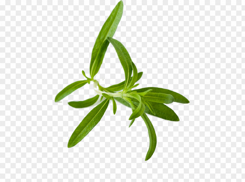 Herb Tea Liqueur Summer Savory PNG