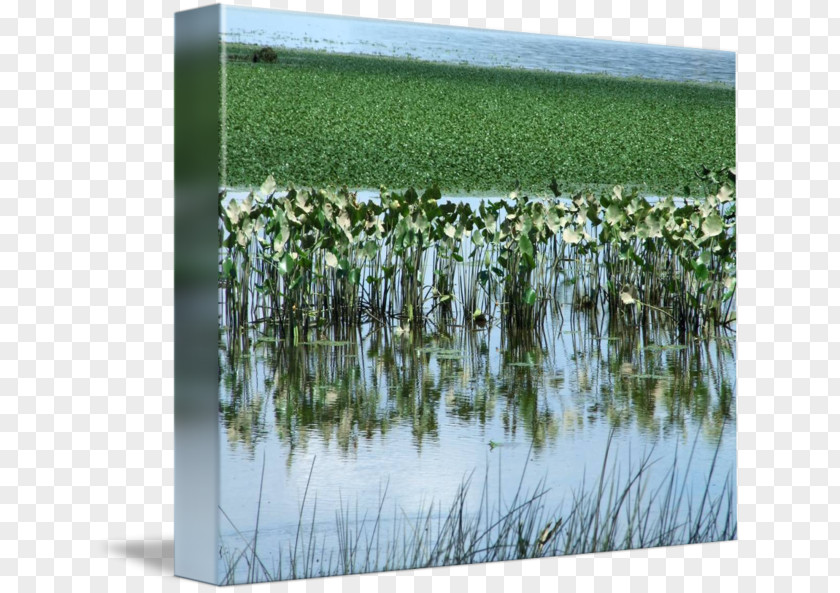 Water Crop Resources Ecosystem Plantation Grasses PNG