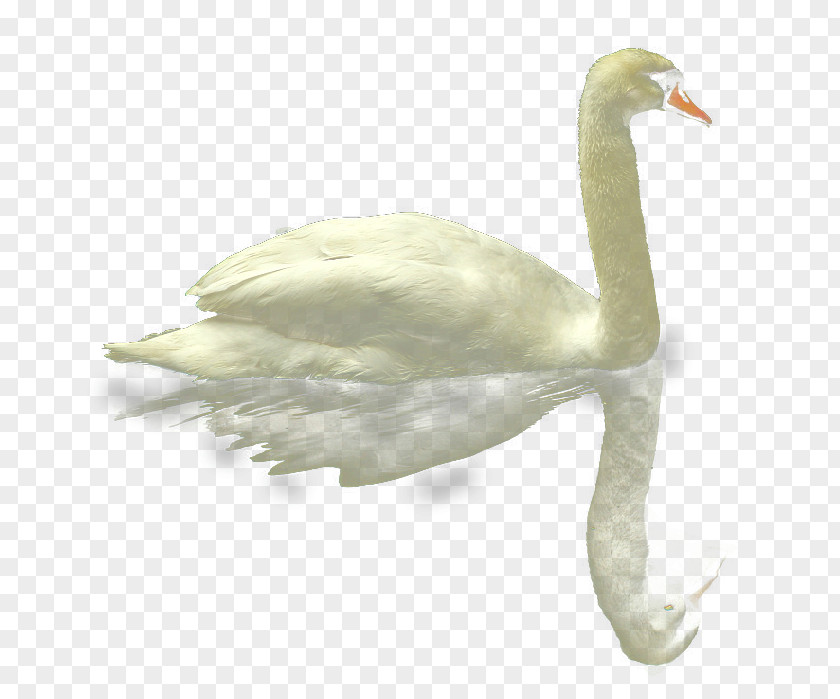 Water Swimy White Swan Mute Duck Goose PNG