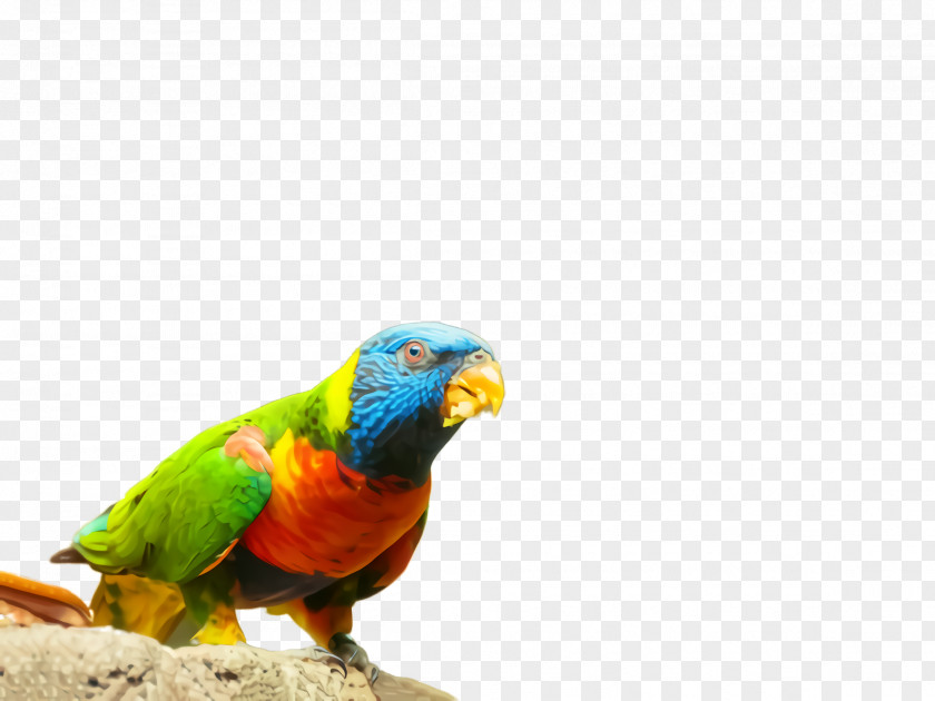 Adaptation Lorikeet Bird Parrot Beak Budgie Macaw PNG