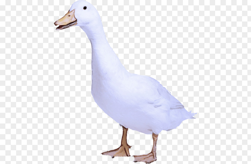 Bird Duck Beak Water Goose PNG