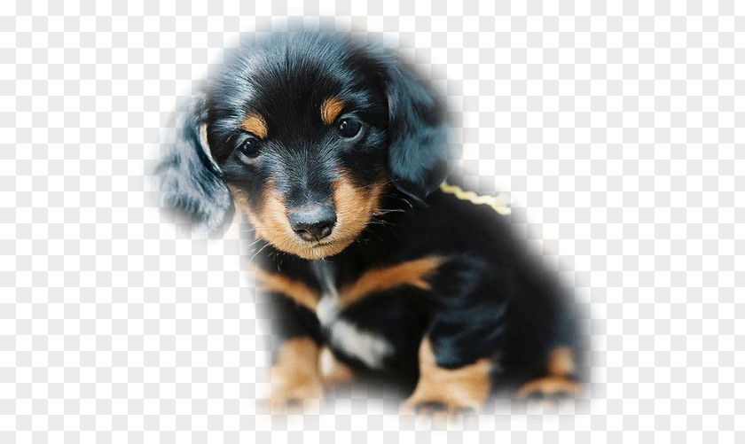 Puppy Dachshund Black And Tan Coonhound German Shepherd South Russian Ovcharka PNG