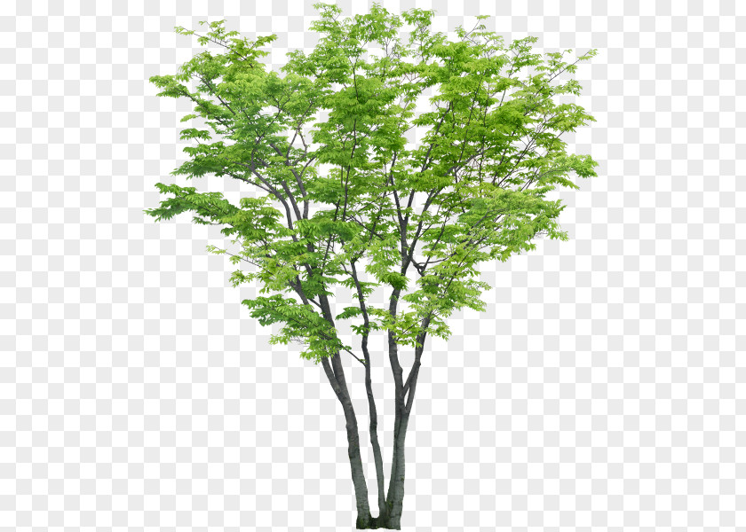 Tree Shrub PNG