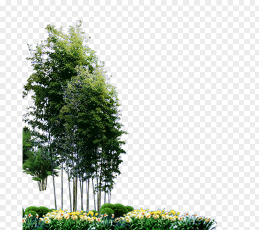 Bamboo Landscape Plant PNG
