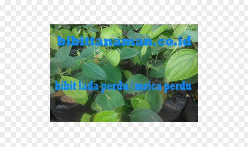 Black Pepper Benih Crop Shrub Agriculture PNG