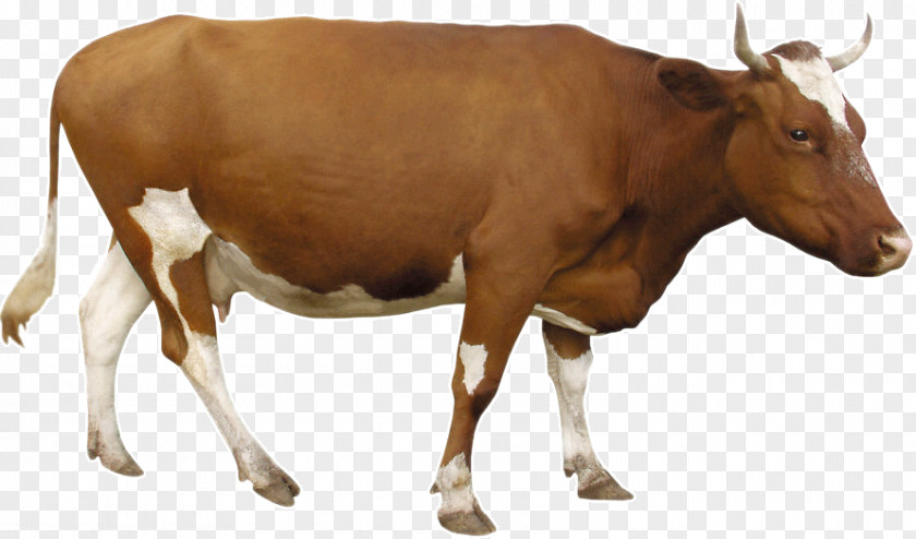 Brown Cow Beef Cattle Dairy PNG