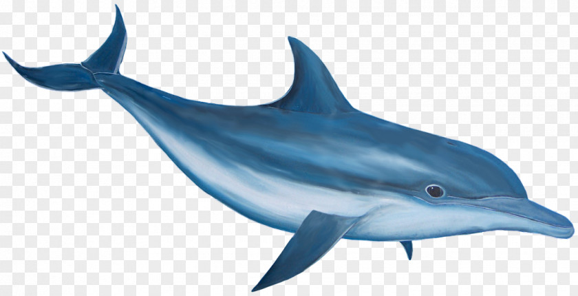 Dolphin Image Common Bottlenose Clip Art PNG