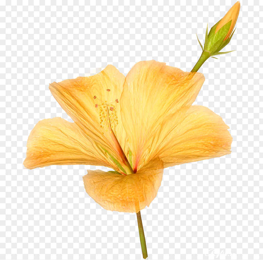 Flower Yellow Image Resolution Clip Art PNG