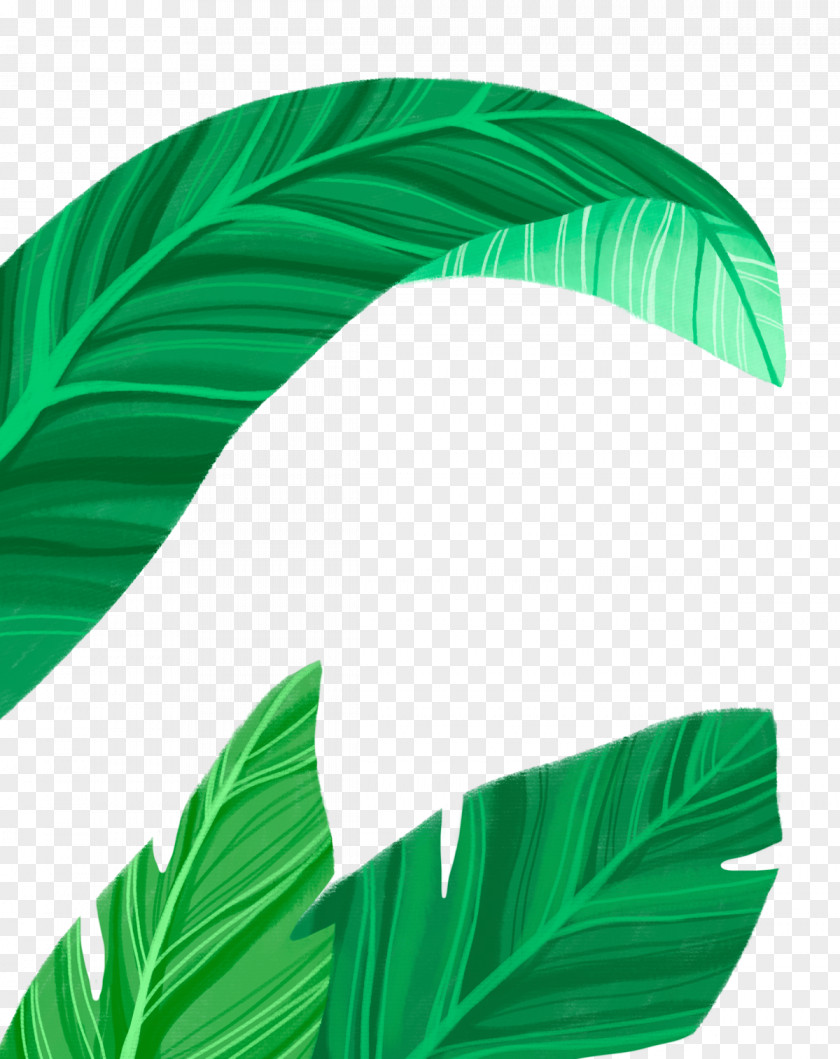 Leaf Illustration Plants Flower PNG