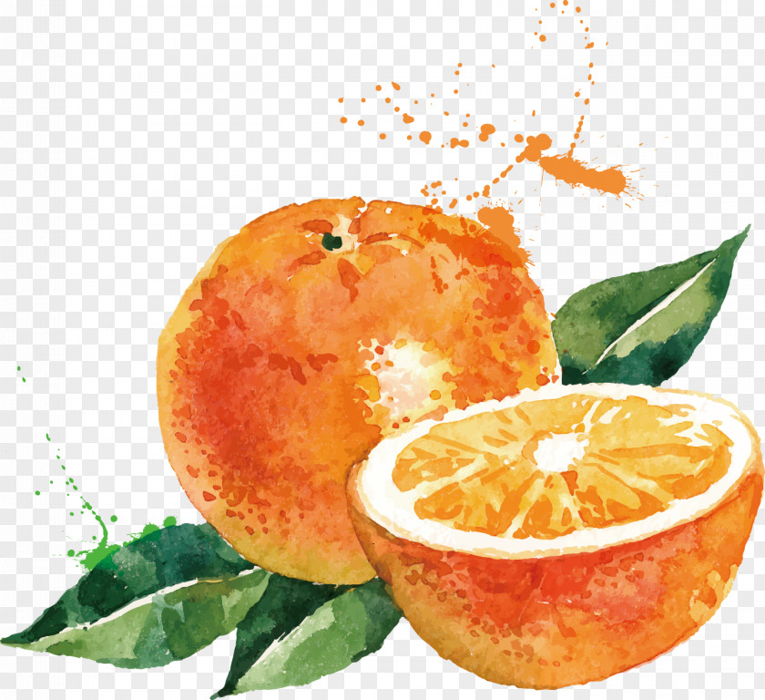 Orange Vector Watercolor Painting Drawing Illustration PNG