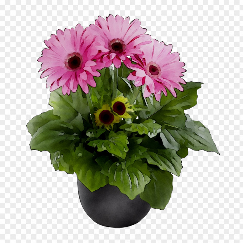 Transvaal Daisy Floral Design Cut Flowers Chrysanthemum PNG