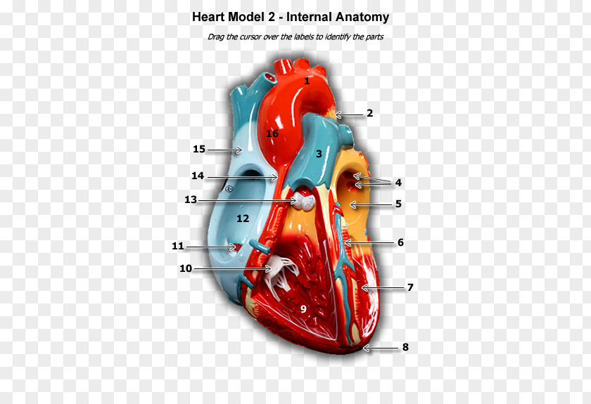 Anatomical Heart Product Design Organism Font PNG