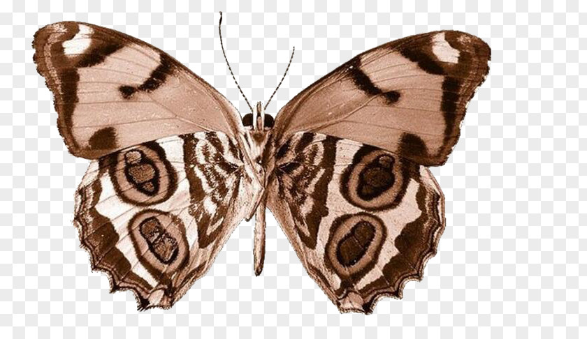 Butterfly Clip Art PNG