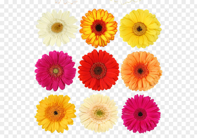 Daisy PNG clipart PNG