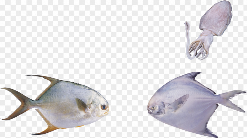 Fish Creative Seafood Bony Fishes U6d77u6c34u9b5a Freshwater PNG