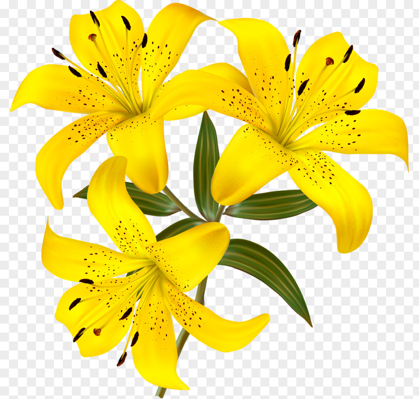 Flower Lilium Clip Art PNG