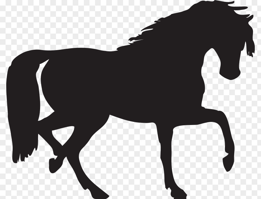Head Silhouette Arabian Horse Mustang Clip Art PNG