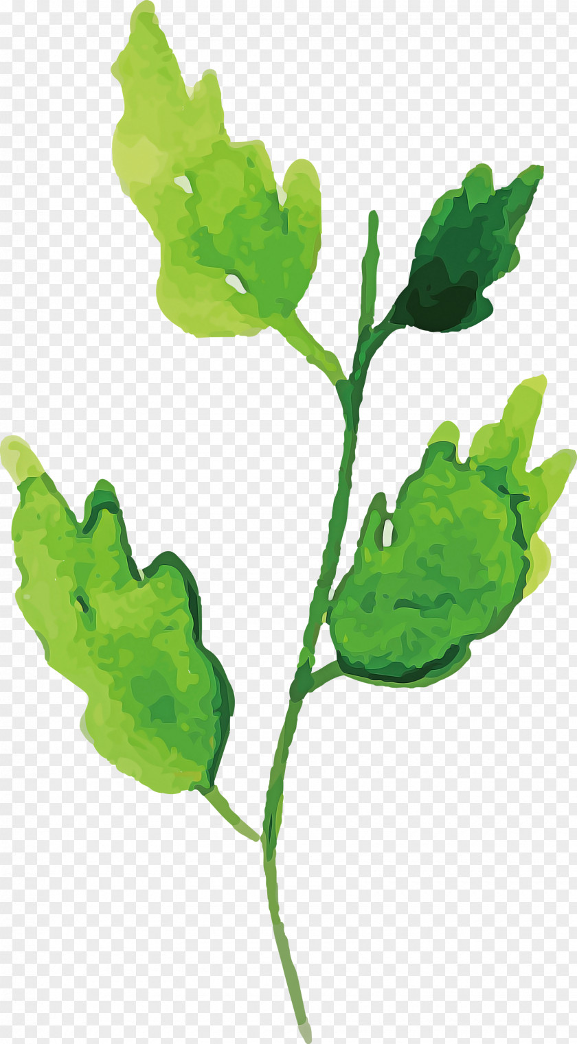 Leaf Plant Stem Vegetable Branch Paperplant PNG
