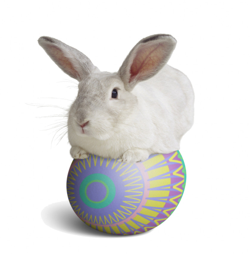Rabbit Domestic Easter Bunny European Desktop Wallpaper PNG