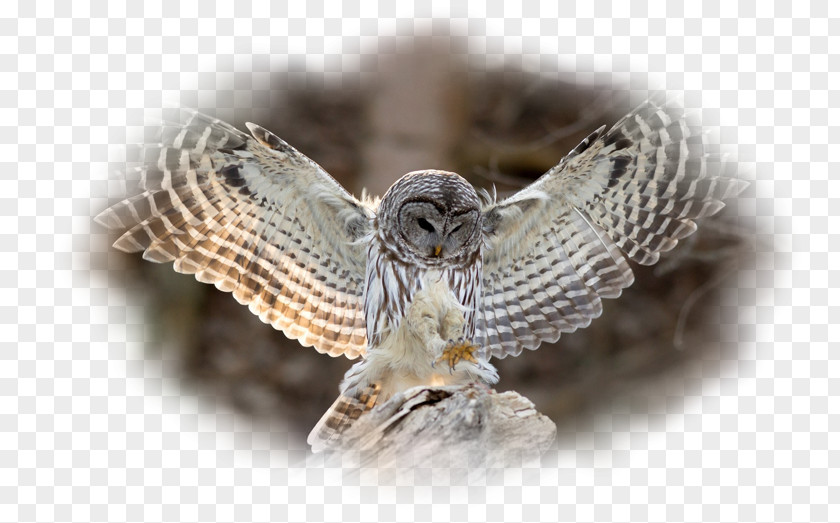 Owl Tawny Bird Feather Barred PNG