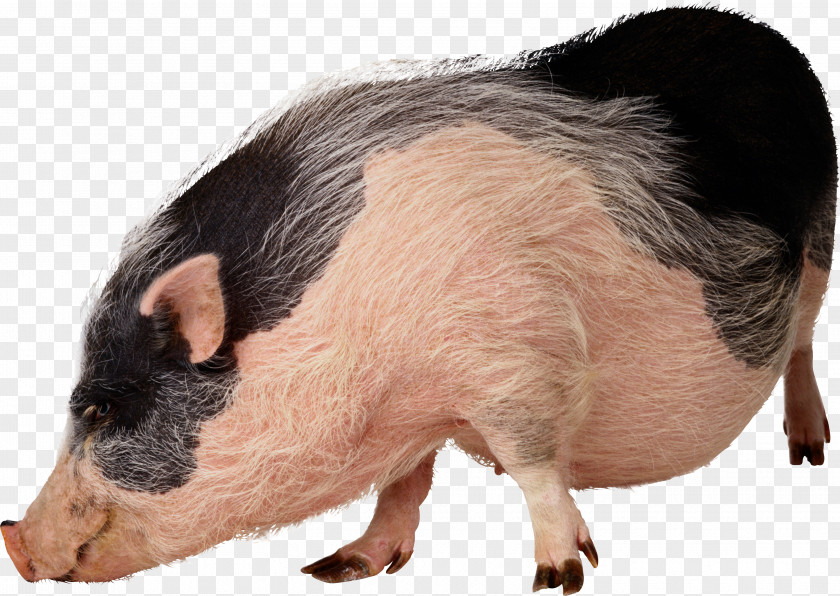 Pig Vietnamese Pot-bellied Wild Boar Stock Photography Pet Clip Art PNG