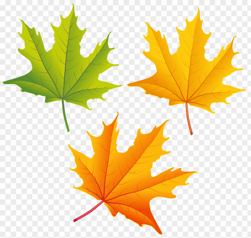 Set Of Autumn Leaves Clipart Image Leaf Color Clip Art PNG