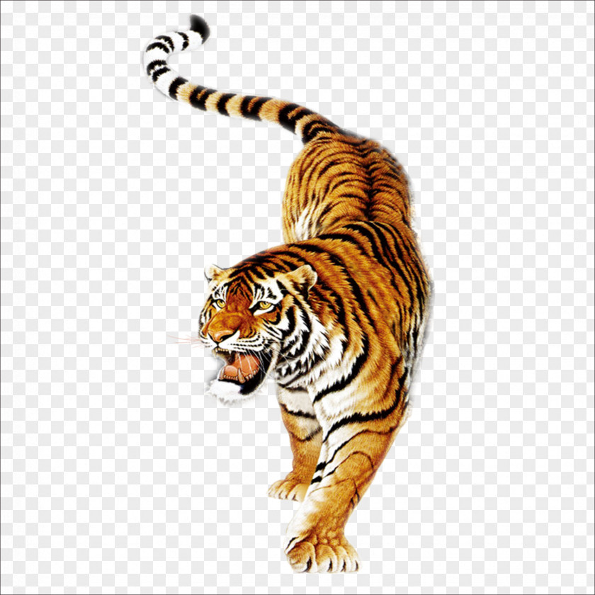 Tiger South China Balm Siberian Painting In Chinese Culture PNG