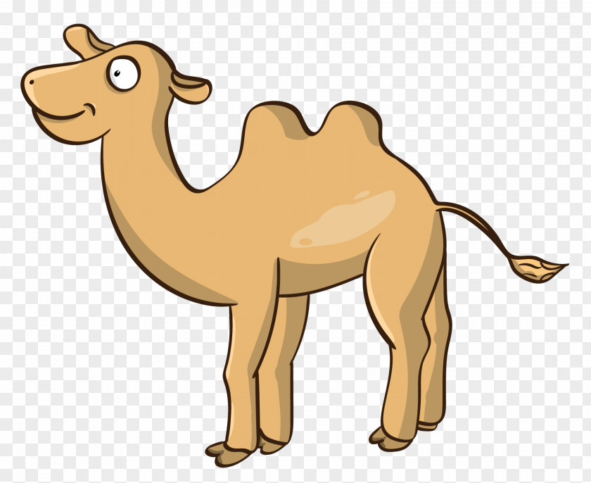Cartoon Camel Dromedary Vector Graphics Bactrian Clip Art Illustration PNG