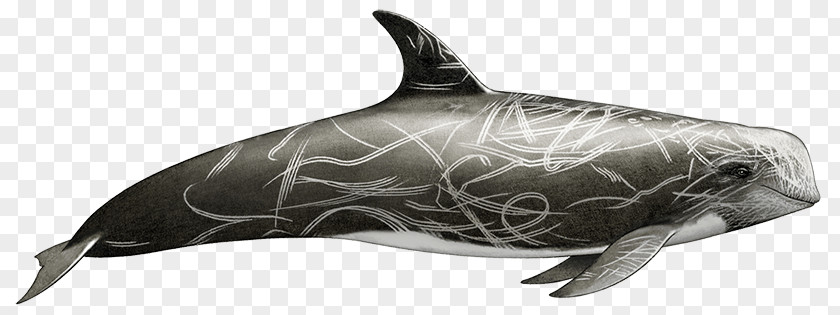 Dolphin Common Bottlenose Tucuxi Rough-toothed White-beaked Wholphin PNG