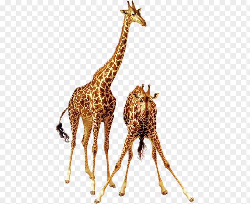 Giraffe Animal Lossless Compression PNG