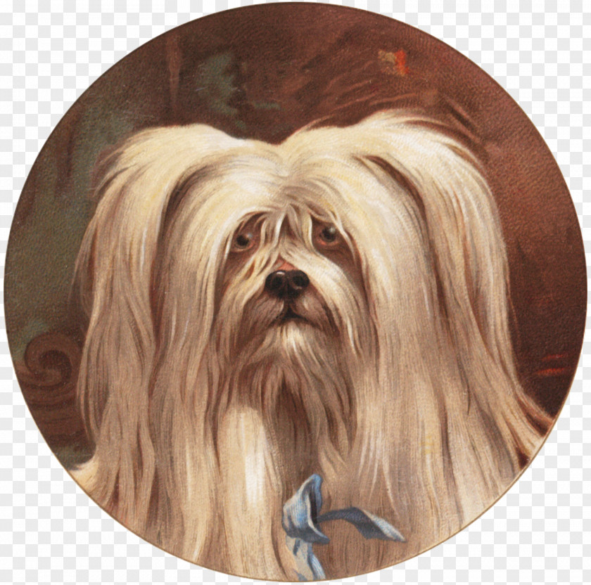 Lhasa Apso Shih Tzu Havanese Dog Little Lion Chinese Imperial PNG